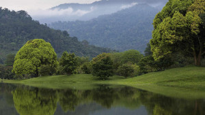 Natural silica-rich artesian water  Sourced from beneath protected Malaysian rainforest